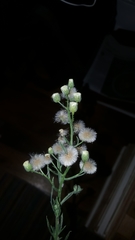 Erigeron bonariensis