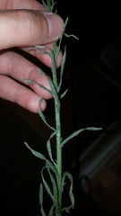 Erigeron bonariensis