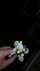 Erigeron bonariensis