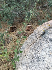 Chenopodium fremontii