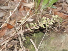 Crepidium taurinum