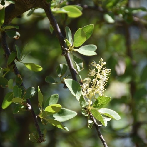 Image of Terminalia prunioides by (c) Nathan Van Cooten, some rights reserved (CC BY)