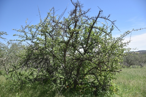 Image of Terminalia prunioides by (c) Nathan Van Cooten, some rights reserved (CC BY)