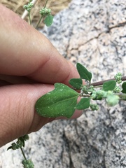 Chenopodium fremontii