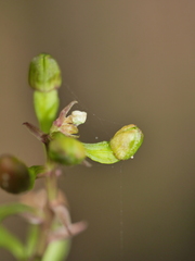 Crepidium taurinum
