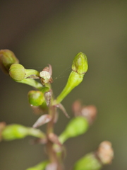 Crepidium taurinum