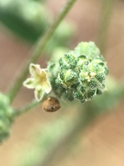 Chenopodium fremontii