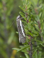 Philobota acropola