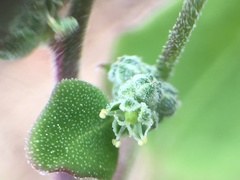 Chenopodium fremontii