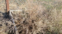 Ceratocarpus arenarius