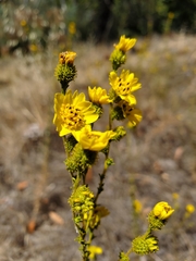 Holocarpha virgata virgata
