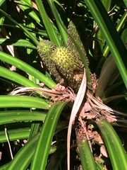 Freycinetia banksii