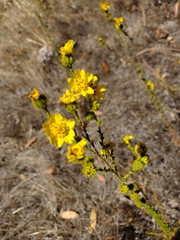 Holocarpha virgata virgata