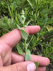 Chenopodium fremontii