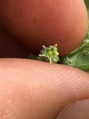 Chenopodium fremontii