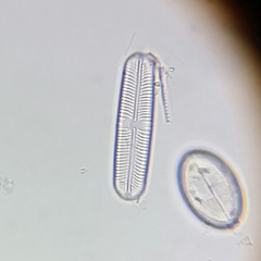 Sellaphora