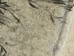 Aspidoscelis hyperythrus