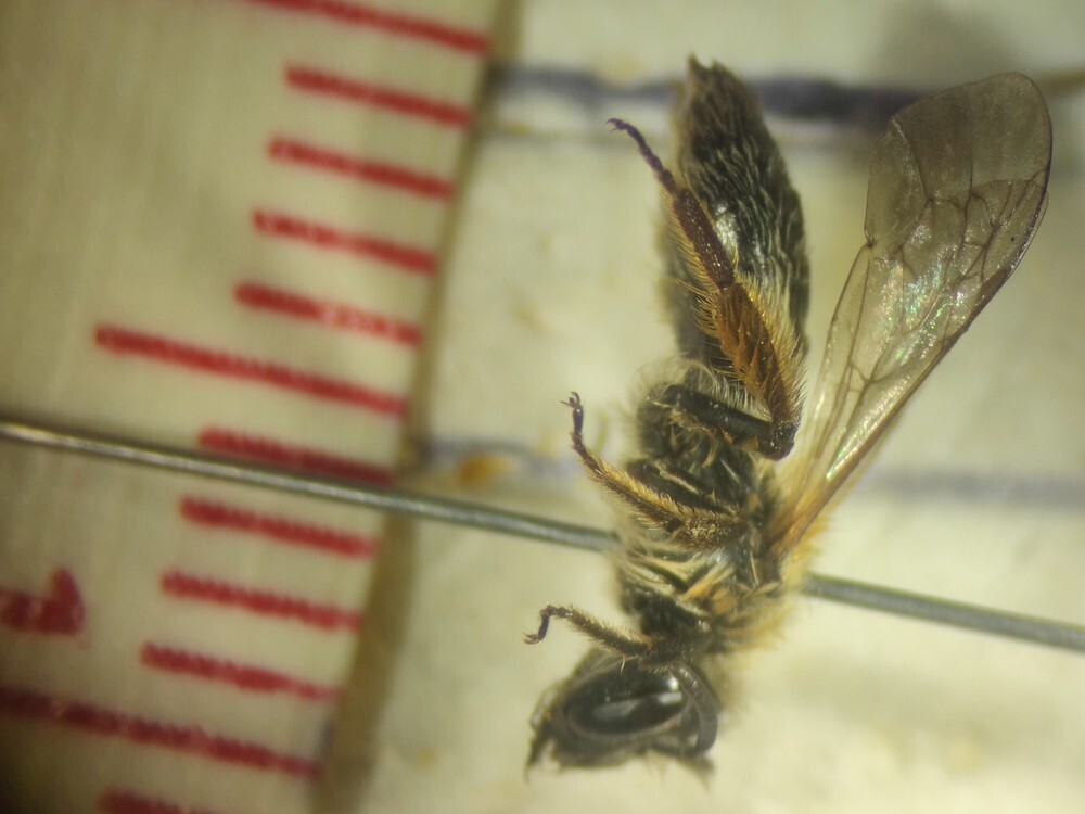 Andrena rufula