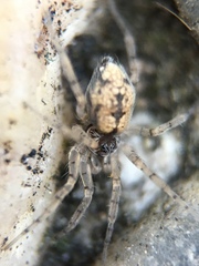 Oecobius maculatus