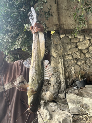 Bayad (Bagrus bajad) — Bagridae