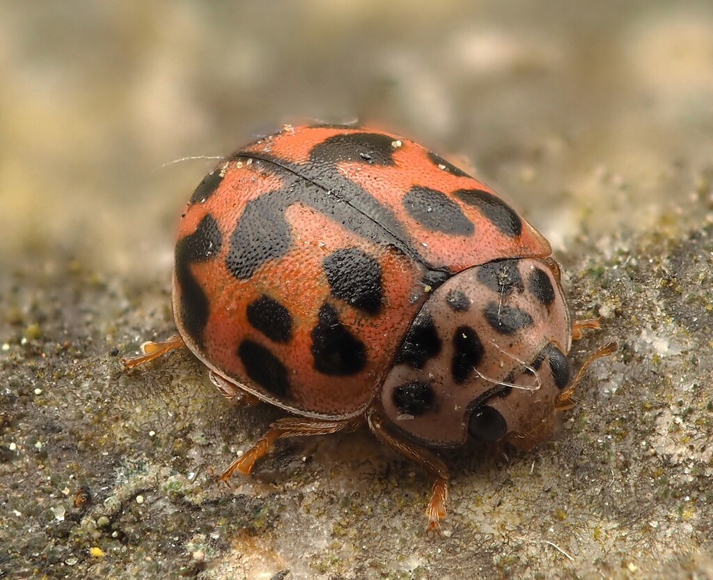 Ladybird beetle