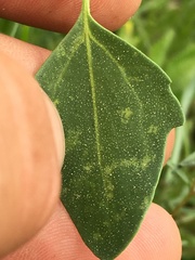 Chenopodium fremontii