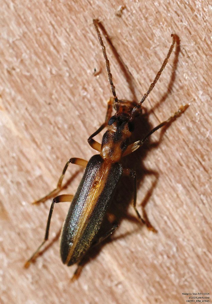 Oxacis angustata