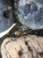 Oecobius maculatus