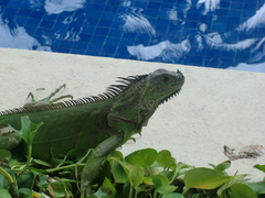 Iguana