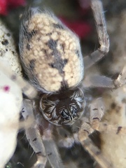 Oecobius maculatus