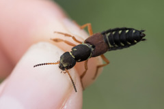 Staphylinus dimidiaticornis