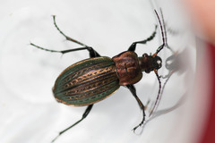 Carabus cancellatus
