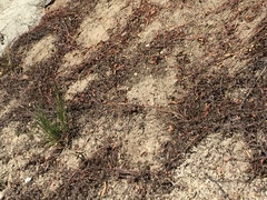 Aspidoscelis hyperythrus