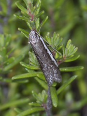 Philobota acropola