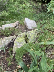 Penstemon whippleanus