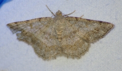 Digrammia ocellinata