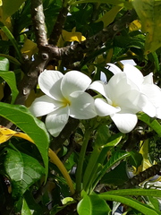Plumeria pudica