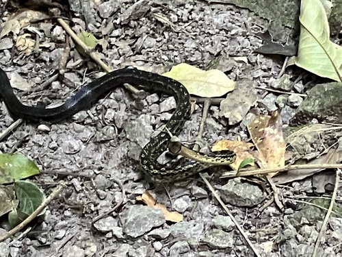 Photo of a Montserrat Racer (Alsophis manselli)