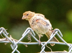 Haemorhous mexicanus