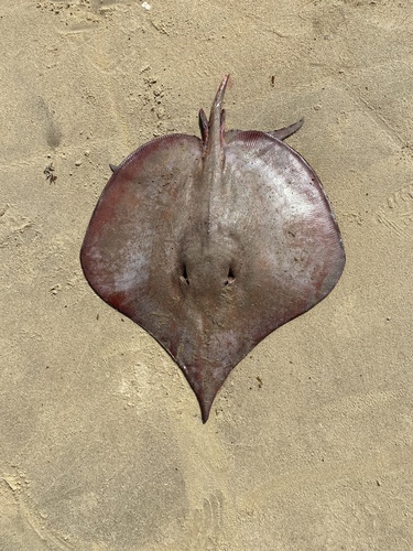 Sharpsnout stingray (Fontitrygon geijskesi) — Dasyatidae — 3