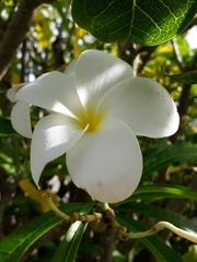 Plumeria pudica