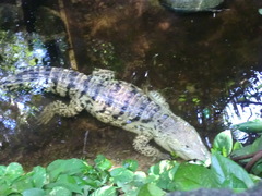 Crocodylia