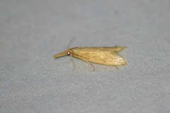 Donacaula melinellus