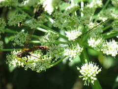 Megarhyssa nortoni