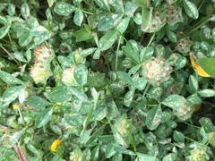 Trifolium cyathiferum