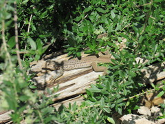 Aspidoscelis scalaris