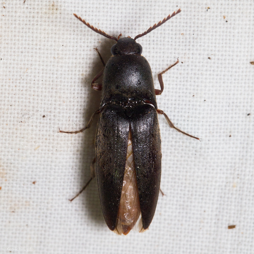 Diplostethus opacicollis photo 2