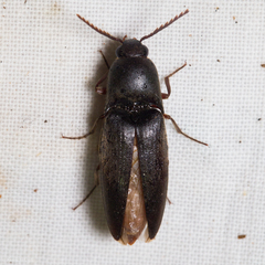 Diplostethus opacicollis