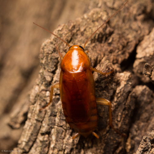 Arizona wood cockroach