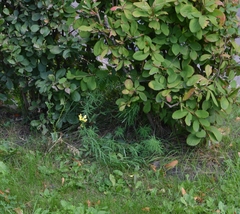Linaria vulgaris